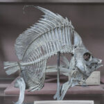 【高清参考图】631张动物骨骼解剖结构高清参考图片