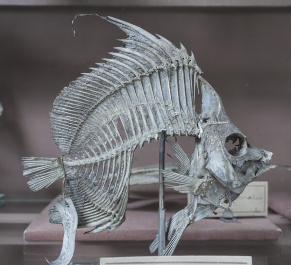 【高清参考图】631张动物骨骼解剖结构高清参考图片