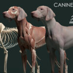 【ArtStation】犬详细解剖模型