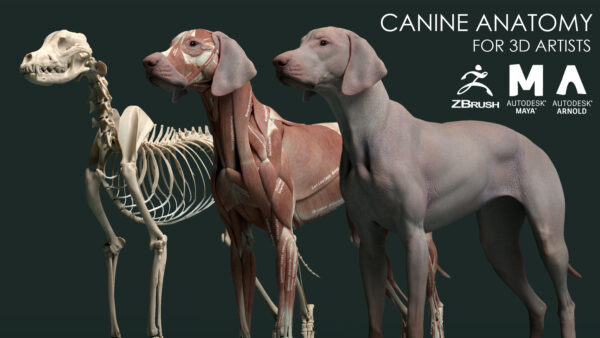 【ArtStation】犬详细解剖模型