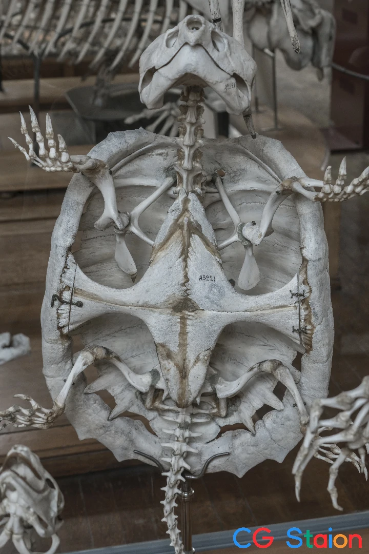 631张动物骨骼解剖结构高清参考图片3