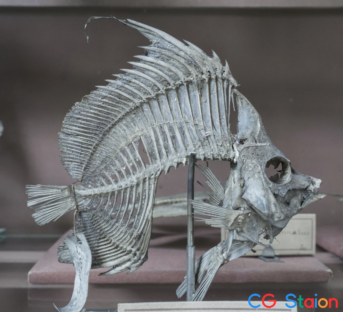 631张动物骨骼解剖结构高清参考图片7