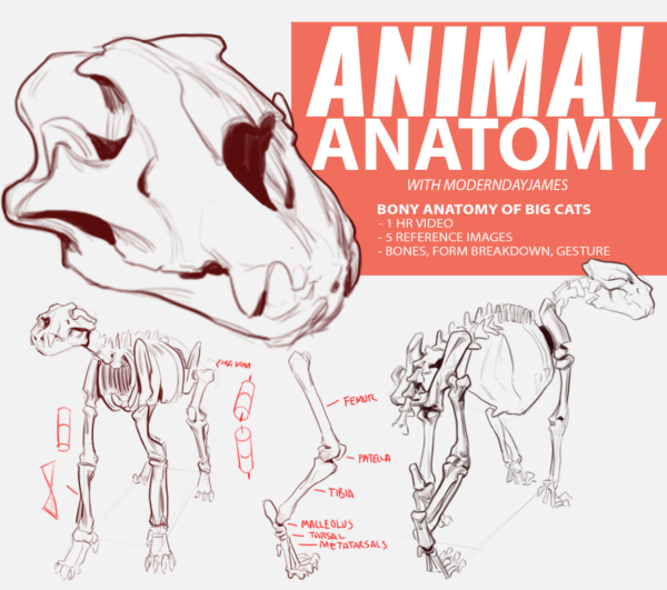 【中英双字】Modern Day James 动物解剖 1：大型猫科动物的骨骼解剖