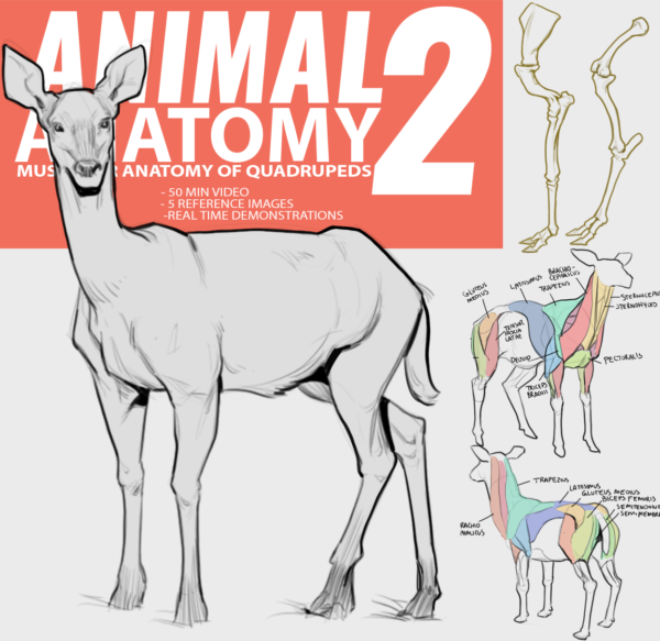 【中英双字】Modern Day James 动物解剖 2：四足动物的肌肉解剖