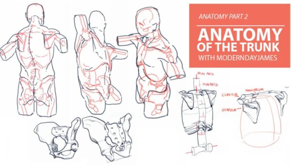 【中英双字】Modern Day James 解剖学2：躯干的骨骼和肌肉