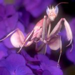 【中英双字】【The Gnomon Workshop】Eric Keller 制作螳螂生物建模