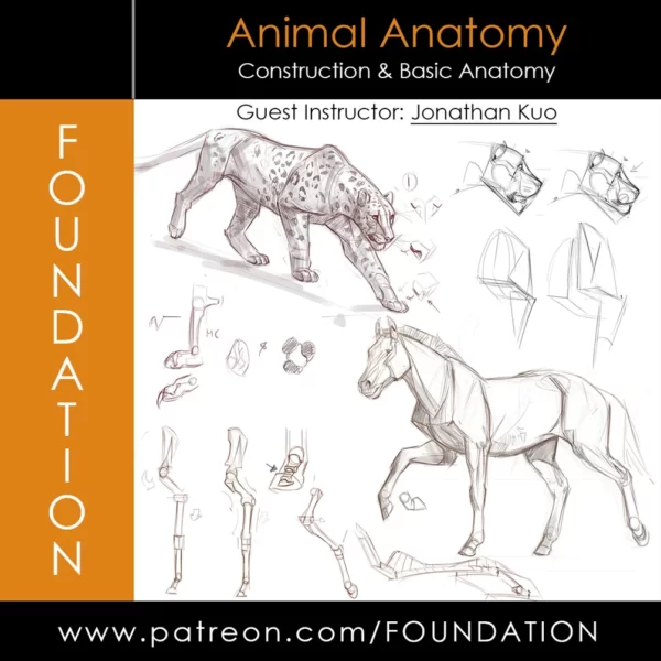 【中英双字】【Foundation Patreon】Jonathan Kuo 动物解剖学的构造和基本解剖学
